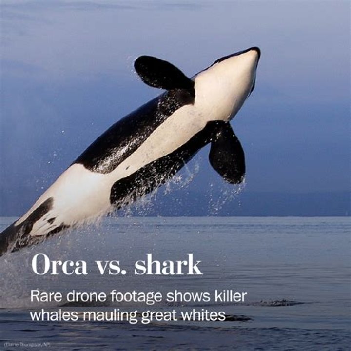 Are orca whales monogamous? | ContextResponse.com
