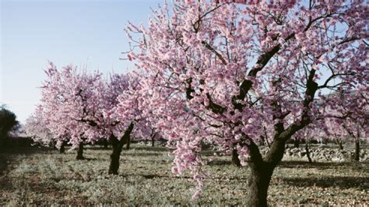 Are peaches part of the Almond family?