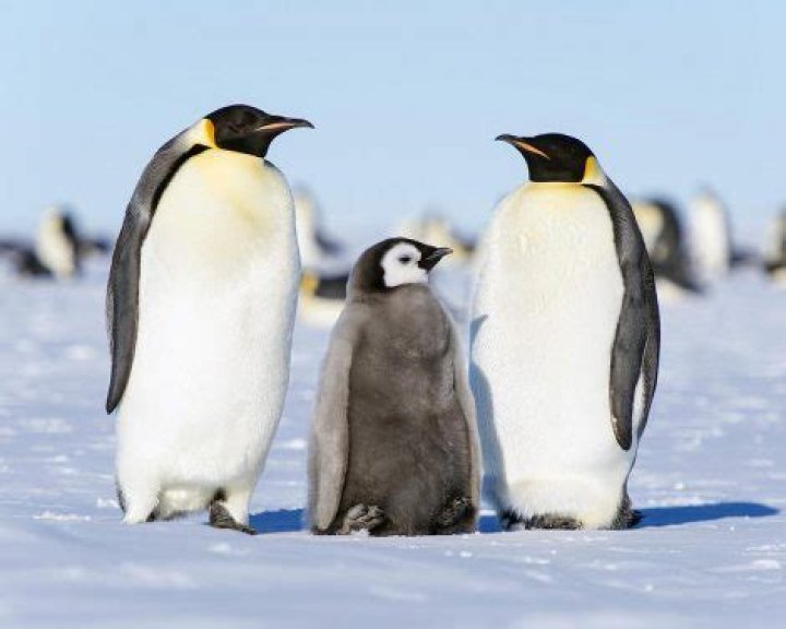 Are Penguins omnivores?