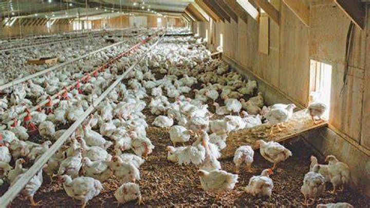 Are Perdue Farms humane? | ContextResponse.com