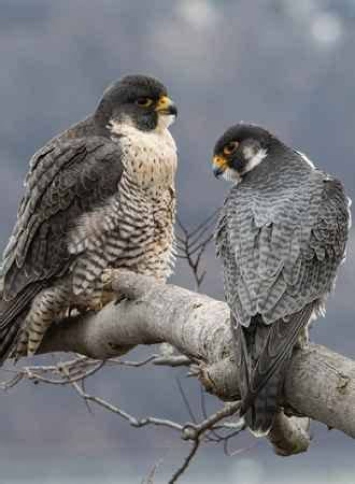 Are peregrine falcons still endangered?