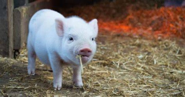 Are pigs a good pet?