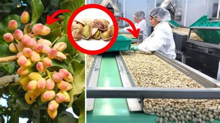 Are pistachio nuts fattening? | ContextResponse.com