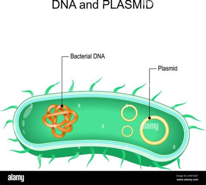 Are plasmids found in all bacteria?