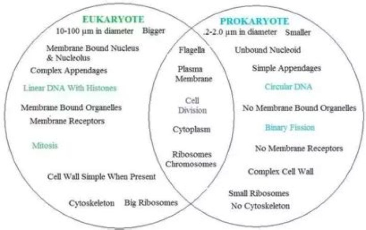 Are prokaryotes more complex than eukaryotes?