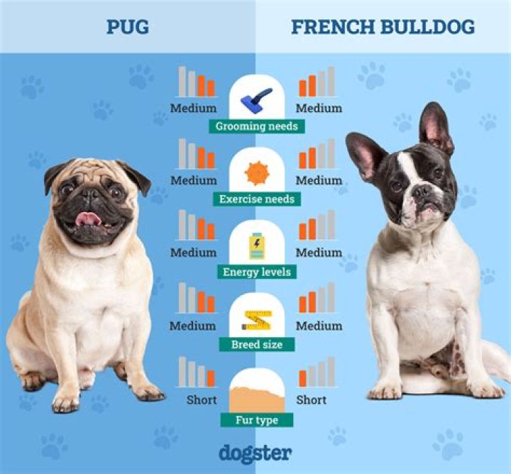 Are pugs and French bulldogs the same?