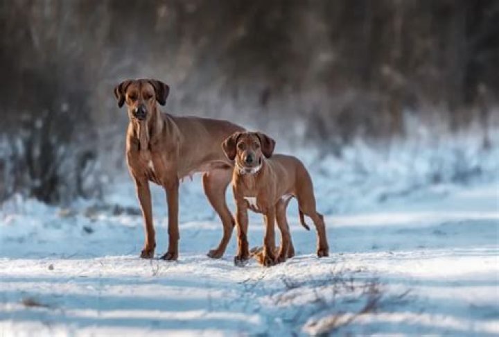 Are Ridgebacks good with other dogs?