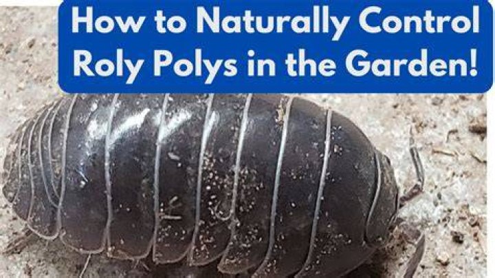 Are Rolly Polly bugs bad for garden?