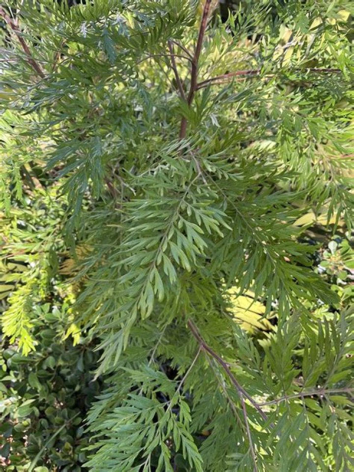 Are silky oak trees poisonous?