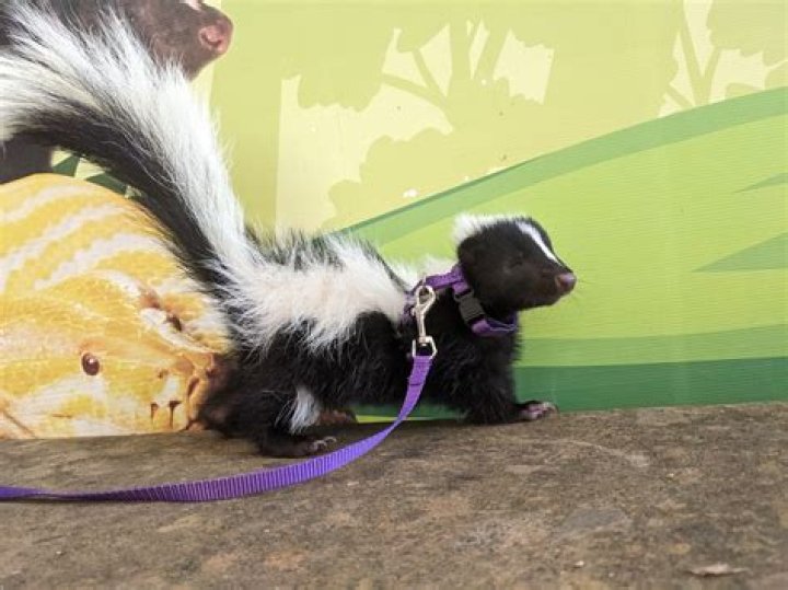 Are skunks deaf?
