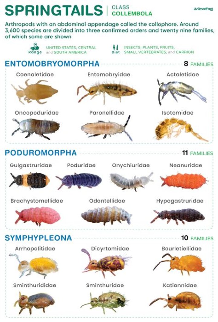 Are springtails good for soil?