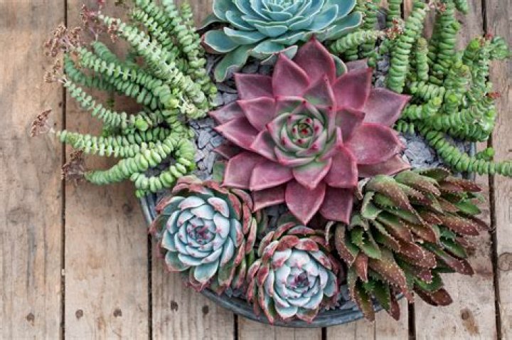Are Succulents naturally colorful?