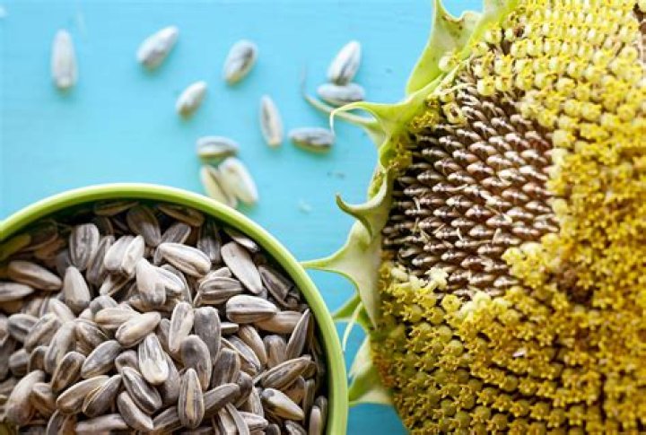 Are sunflower seeds and kernels the same thing?