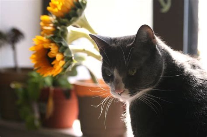 Are sunflowers dangerous to cats?