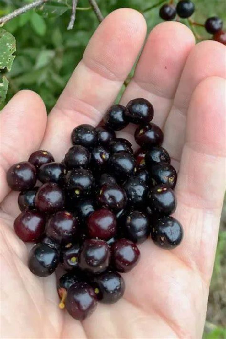 Are sweet cherries edible? | ContextResponse.com