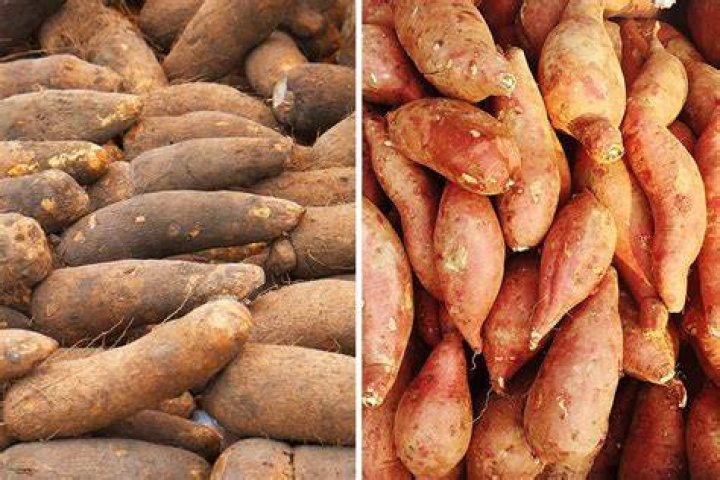 Are sweet potatoes clean or dirty?