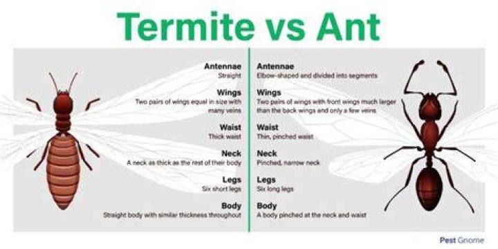 Are termites and white ants the same?