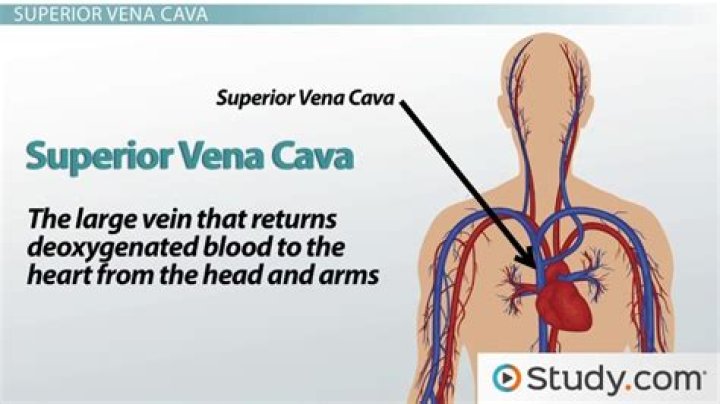 Are the superior and inferior vena cava connected?