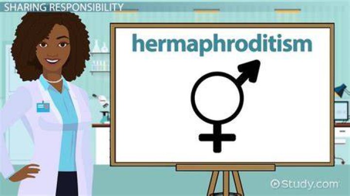 Are there any human hermaphrodites?