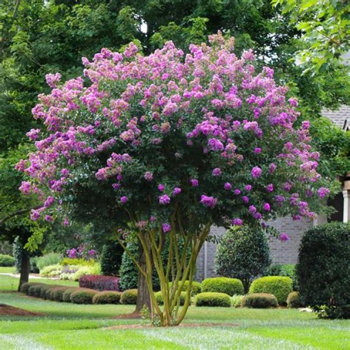 Are there crape myrtle trees and bushes?