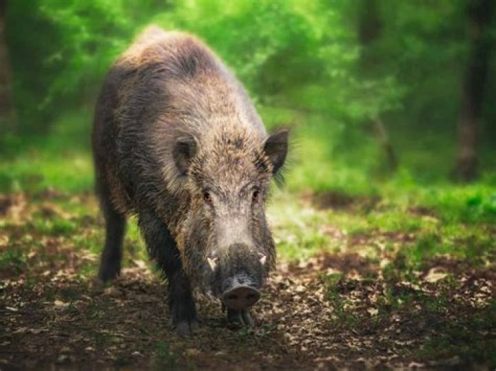 Are there dangerous animals in Portugal?