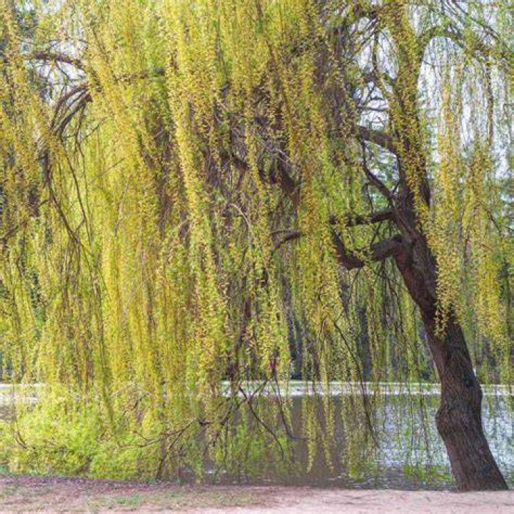 Are there dwarf willow trees?