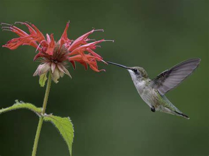Are there hummingbirds in New England?