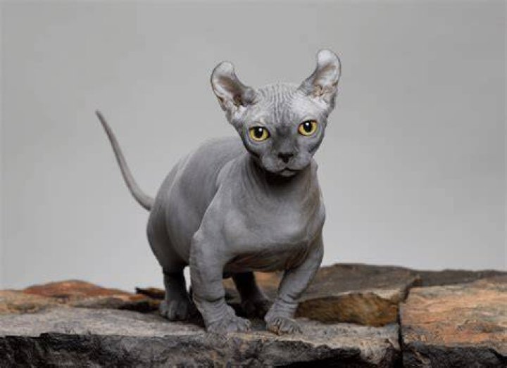 Are there really miniature cats?