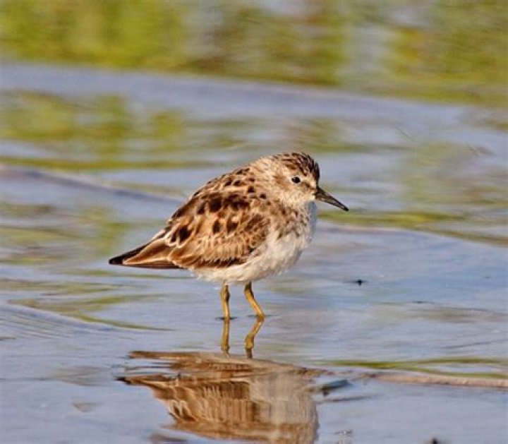 Are there sandpipers in Florida?