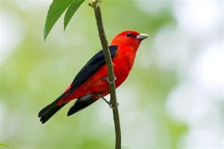 Are there scarlet tanagers in Minnesota?