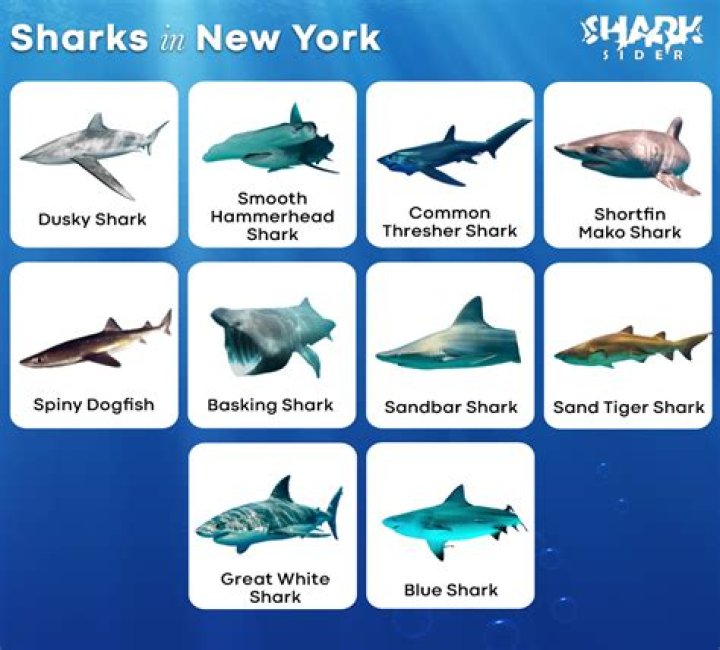 Are there sharks in Long Beach NY?