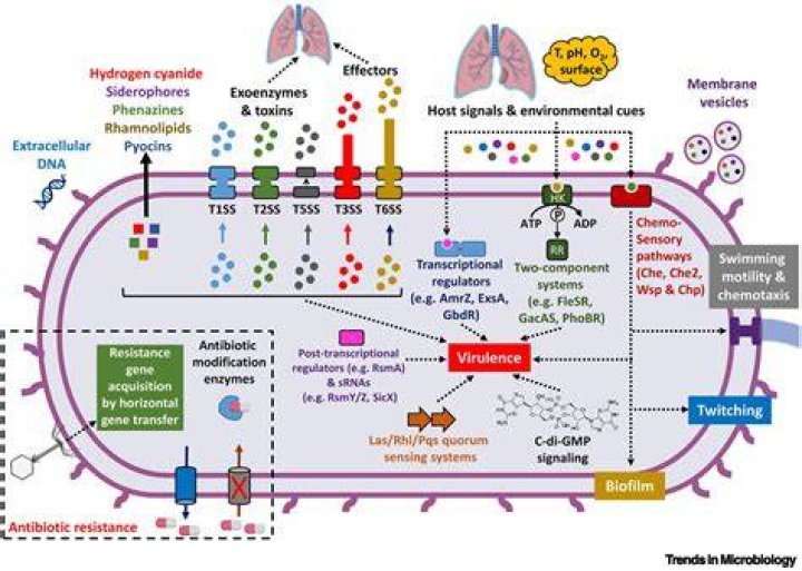 Are there sigma factors in eukaryotes?