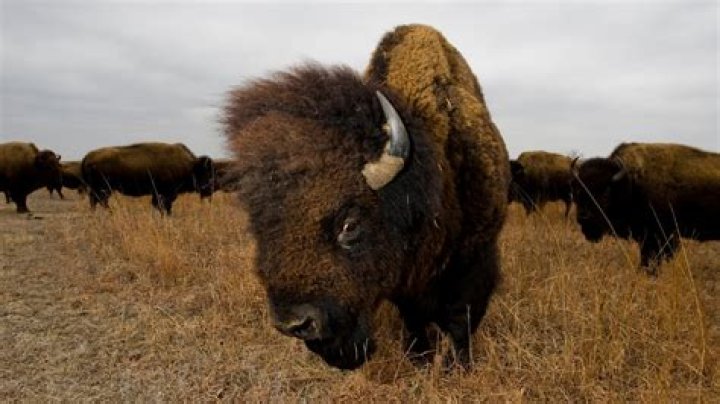 Are there still wild buffalo?