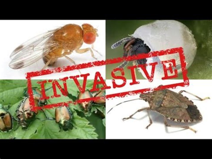 Are there stink bugs in Missouri?