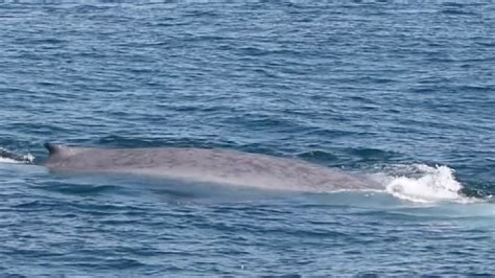 Are there whales in New Jersey?