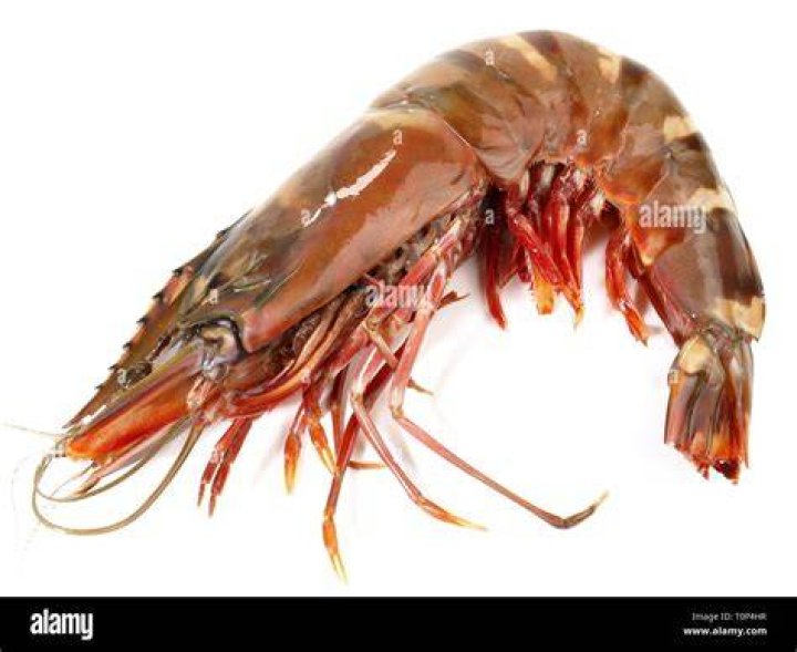 Are tiger prawns bigger than king prawns?