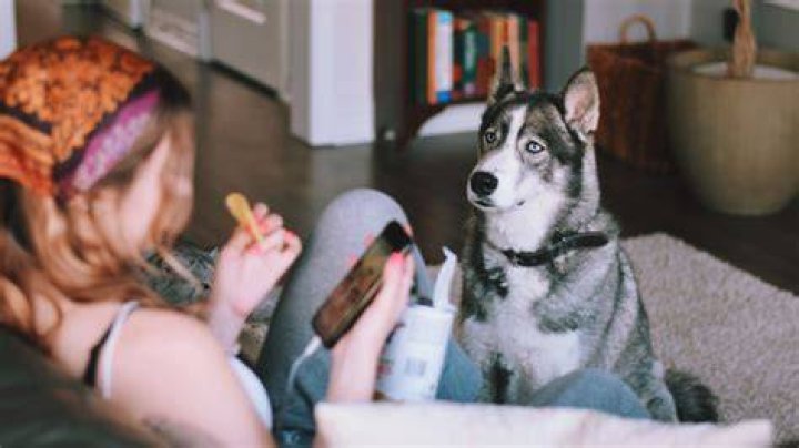 Are too many carrots bad for dogs?