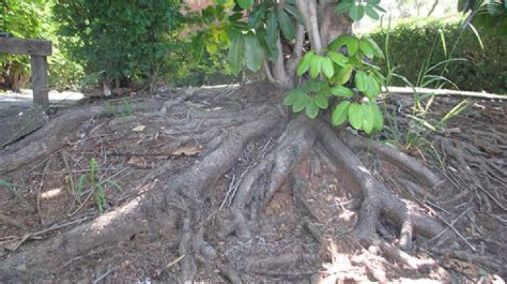 Are umbrella tree roots invasive?