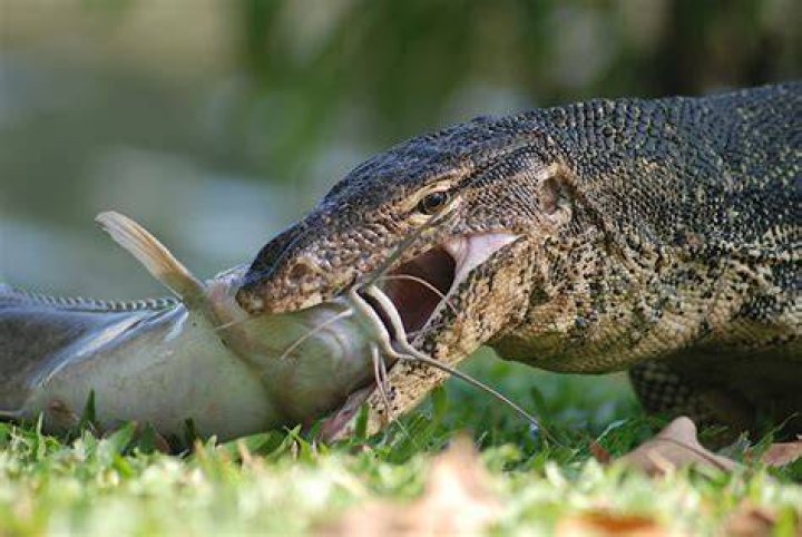 Are water monitors dangerous?