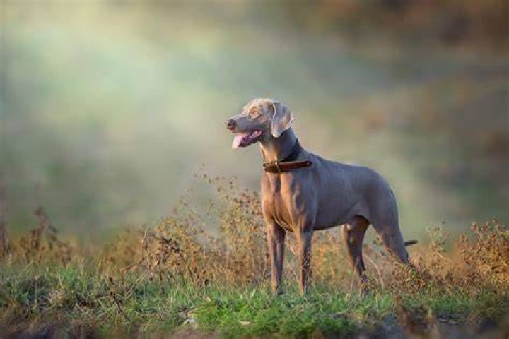 Are Weimaraners rare? | ContextResponse.com