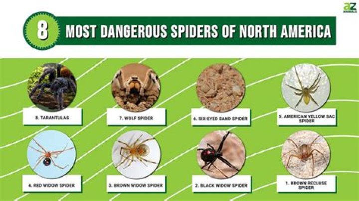 Are white spiders dangerous to humans?