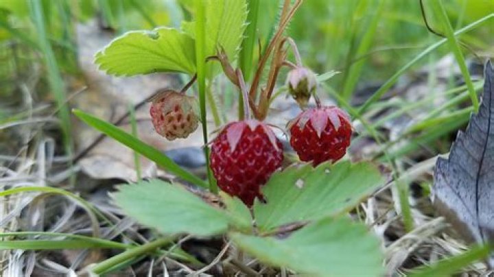 Are wild strawberry leaves edible?