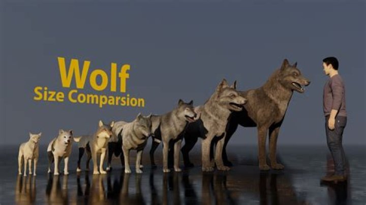 Are wolf bigger than dogs?
