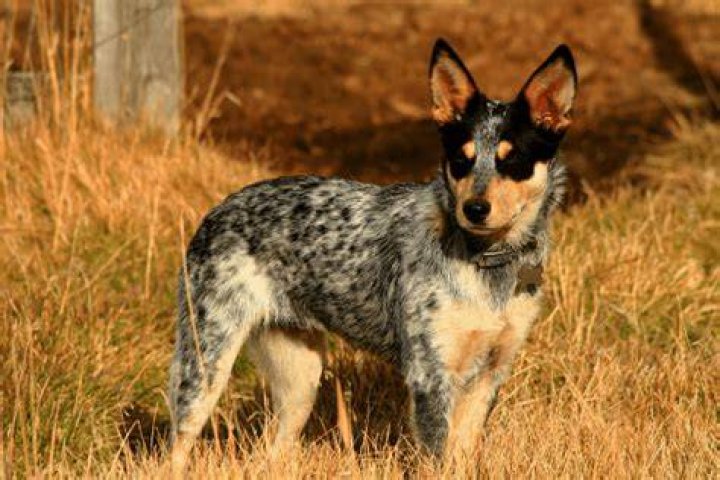 At what age do Blue Heelers ears stand up?