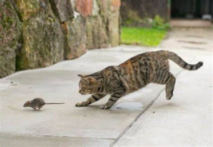 At what age do cats catch mice?
