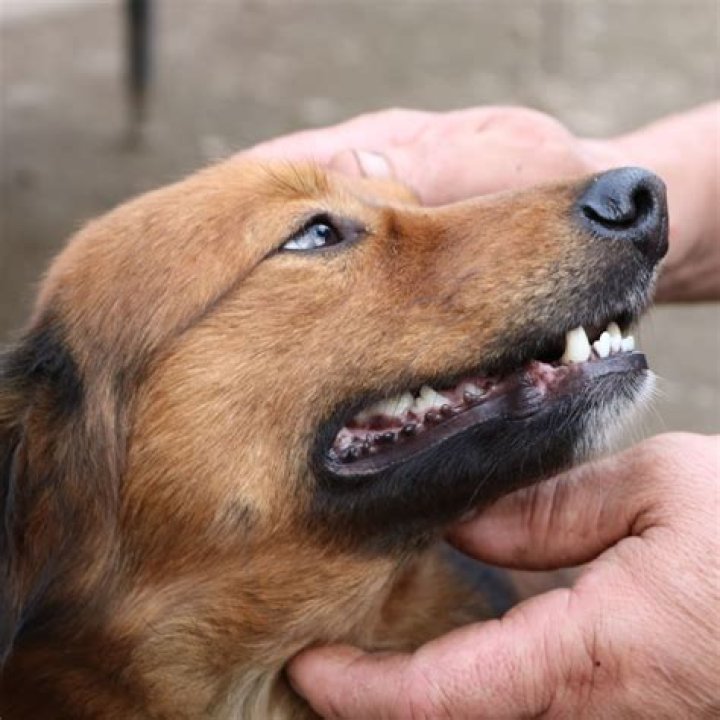 At what age do dogs lose their canine teeth?