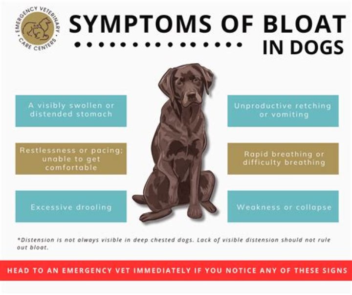 Can a dog have bloat and still poop?