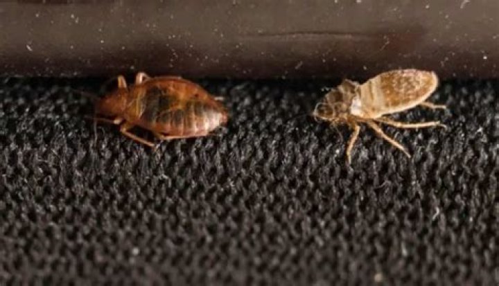 Can a homeowner get rid of bed bugs?