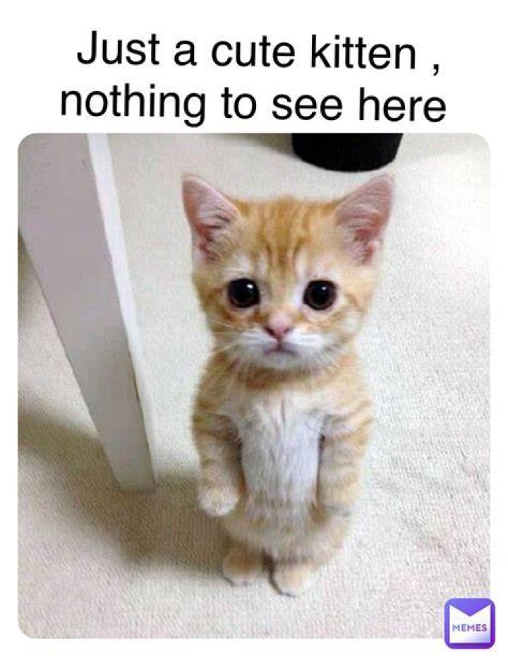 Can a kitten stay a kitten forever?