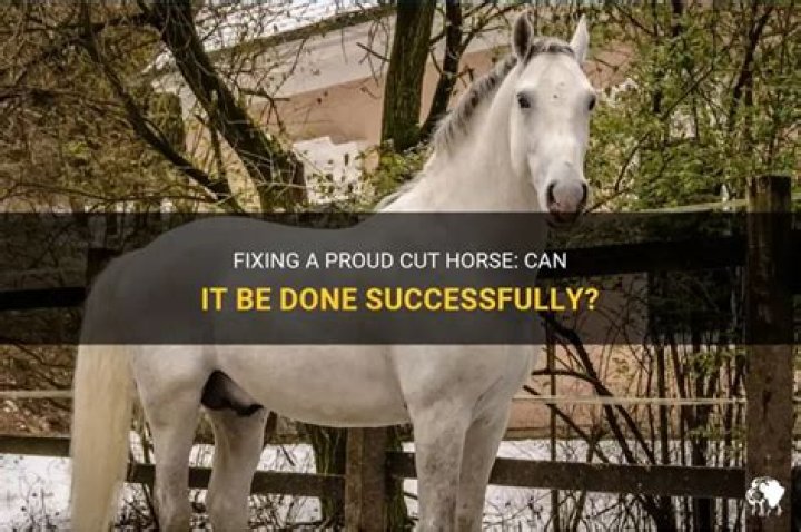 Can a proud cut horse be fixed?